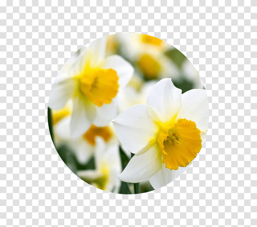 Birth Month Flowers And Their Meanings, Plant, Blossom, Daffodil Transparent Png