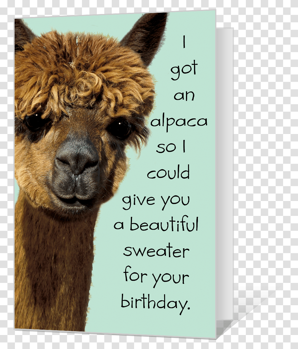 Birthday Alpaca Printable American Greetings Alpaca, Llama, Mammal, Animal, Lion Transparent Png