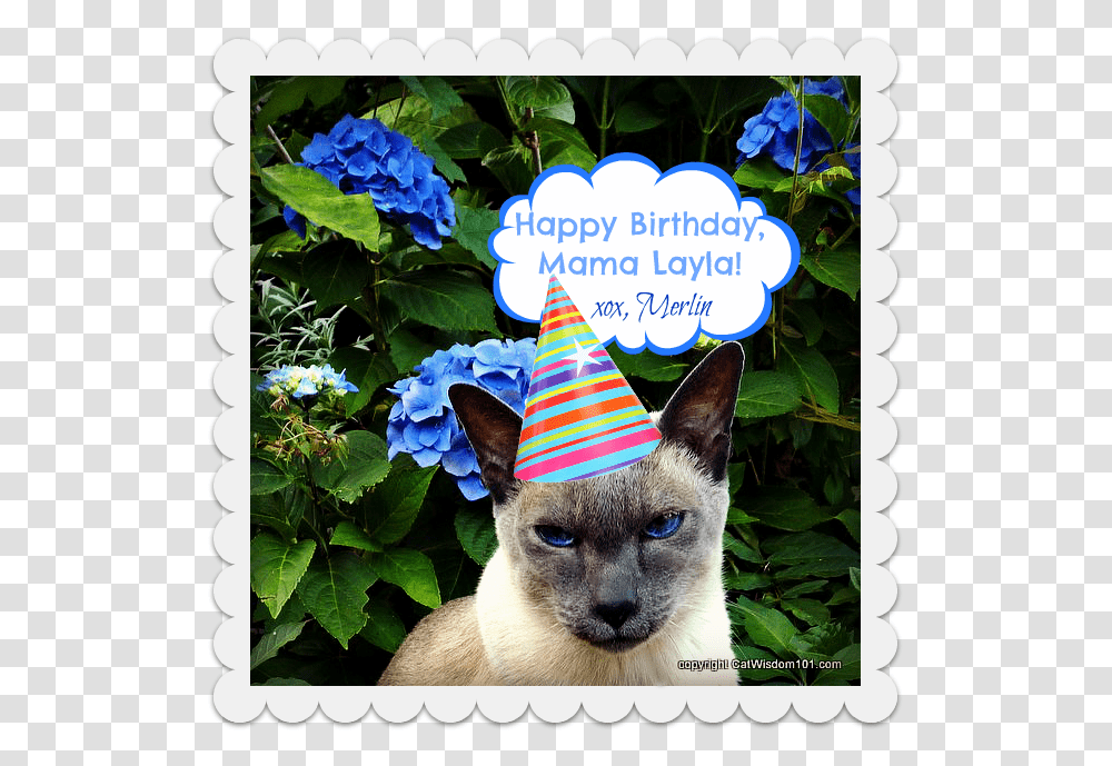 Birthday Cat Monday Merlin Surprise Happy Dtac, Apparel, Party Hat, Pet Transparent Png