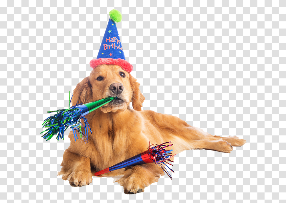 Birthday Dog Dogpng Images Pluspng Birthday Dog, Clothing, Apparel, Pet, Canine Transparent Png