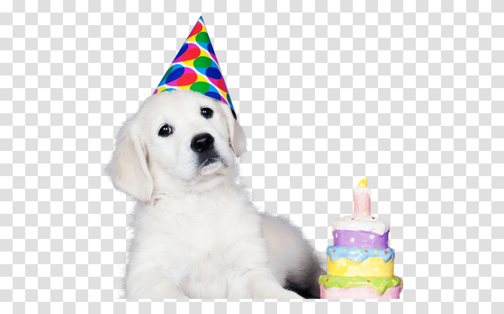 Birthday Party Hat, Apparel, Dog, Pet Transparent Png
