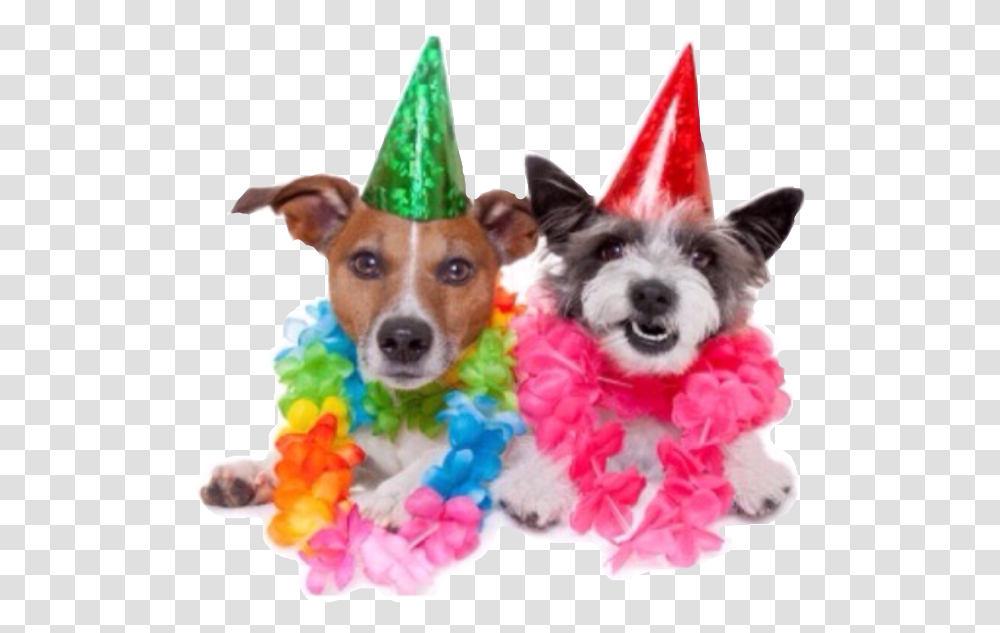 Birthday Party People Happyfreetoedit Best Friend Happy Birthday Dogs, Apparel, Party Hat, Plant Transparent Png