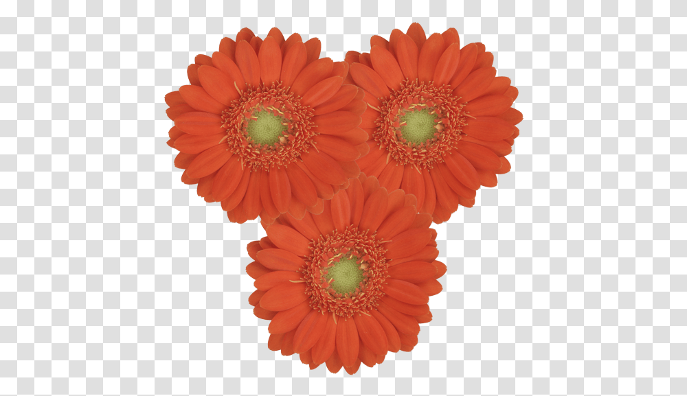 Birthday, Plant, Daisy, Flower, Daisies Transparent Png