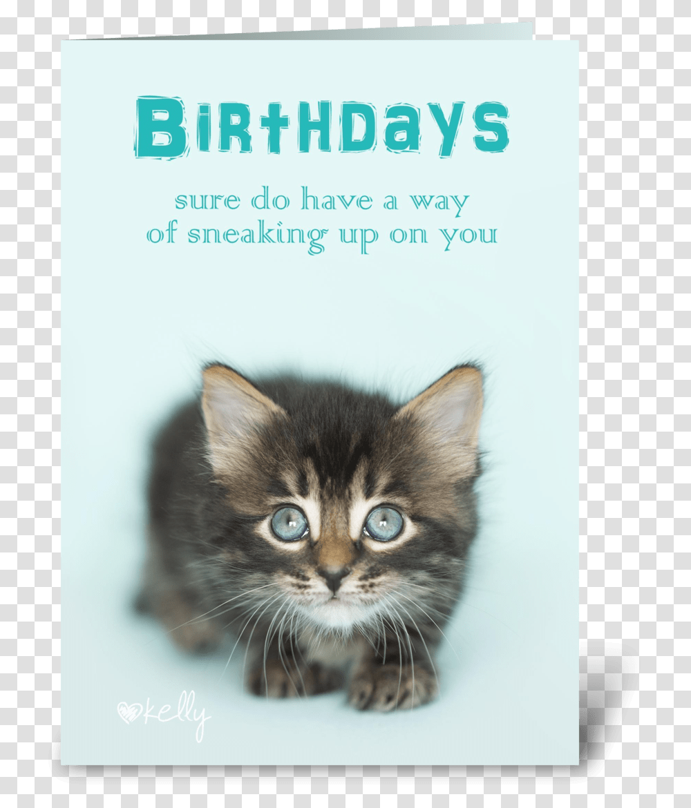 Birthday Sneaking Up On You Kitten Greeting Card Kitten, Cat, Pet, Mammal, Animal Transparent Png