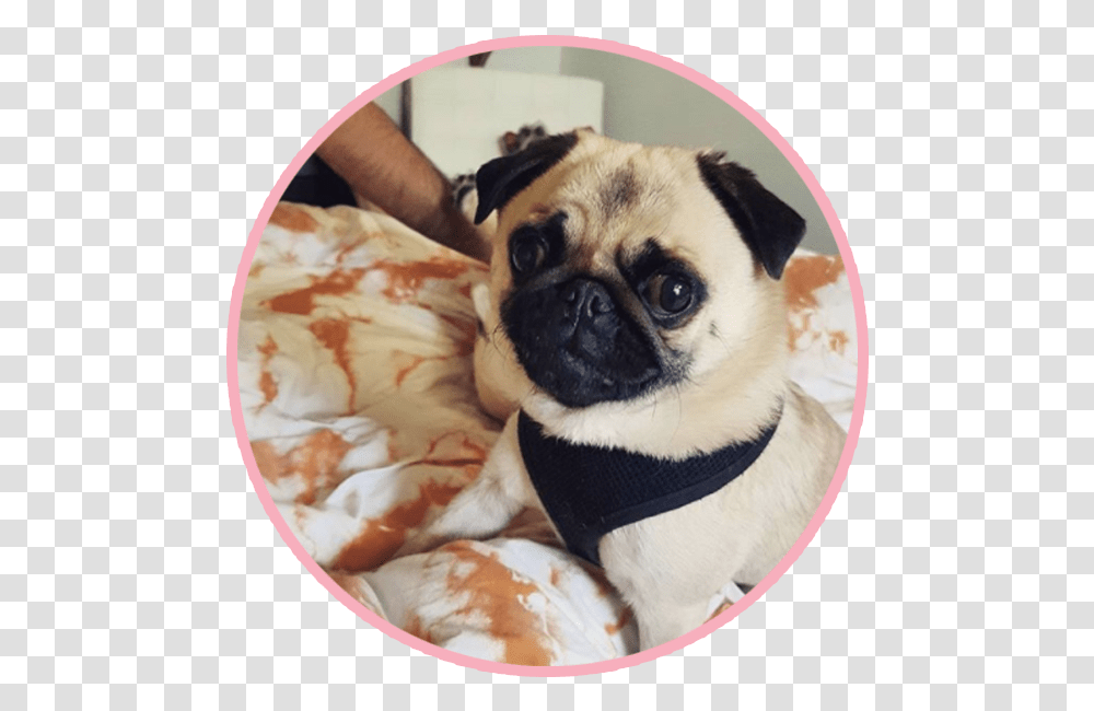 Biscuitthepikeletpug 1 Pug, Dog, Pet, Canine, Animal Transparent Png