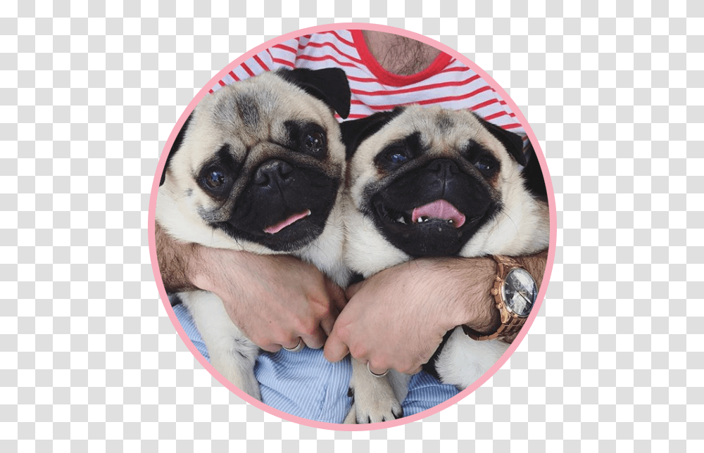 Biscuitthepikeletpug 2 Pug, Dog, Pet, Canine, Animal Transparent Png