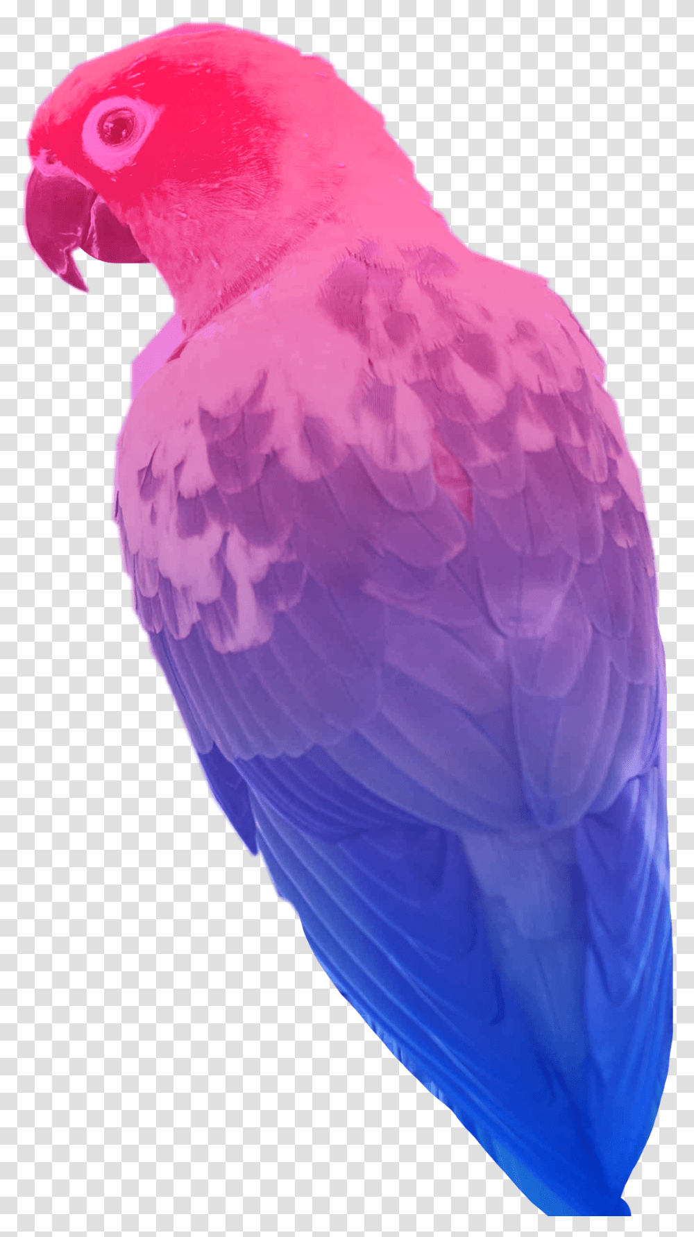 Bisexual Bird Flag Parrot Sticker Freetoedit, Beak, Animal Transparent Png