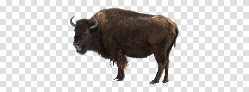Bison 3 Image Buffalo, Wildlife, Mammal, Animal, Bull Transparent Png