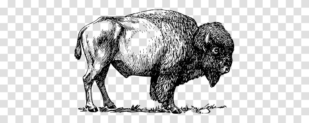 Bison Animals, Gray, World Of Warcraft Transparent Png