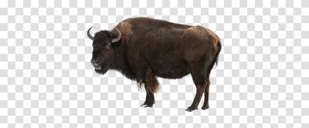 Bison, Animals, Buffalo, Wildlife, Mammal Transparent Png