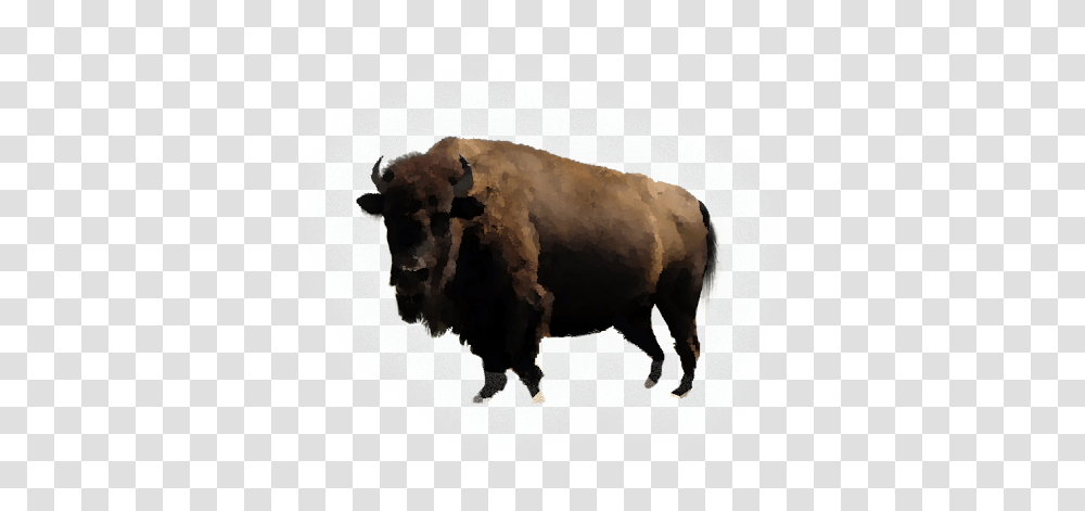 Bison, Animals, Cow, Cattle, Mammal Transparent Png