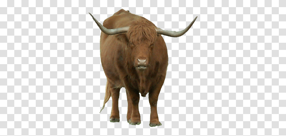 Bison, Animals, Cow, Cattle, Mammal Transparent Png