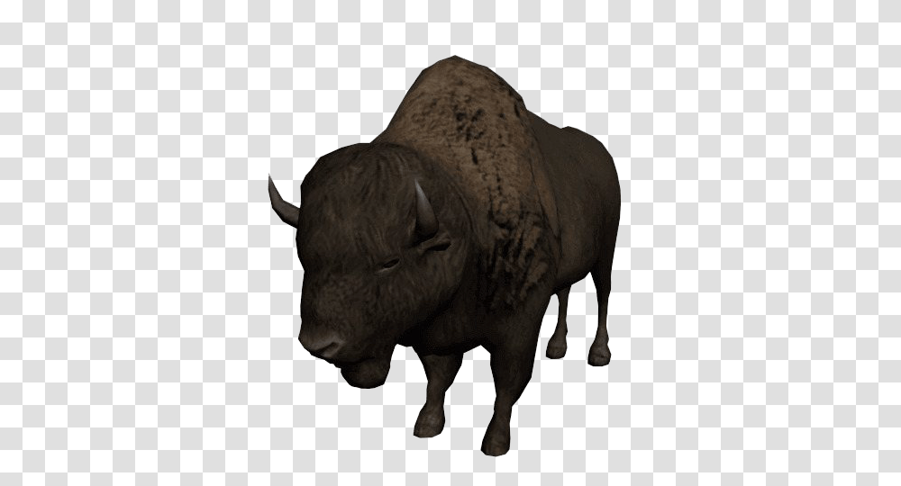 Bison, Animals, Mammal, Buffalo, Wildlife Transparent Png