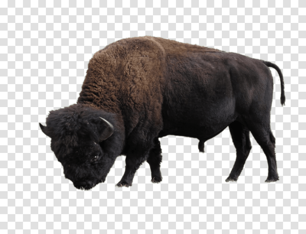 Bison, Animals, Mammal, Wildlife, Buffalo Transparent Png