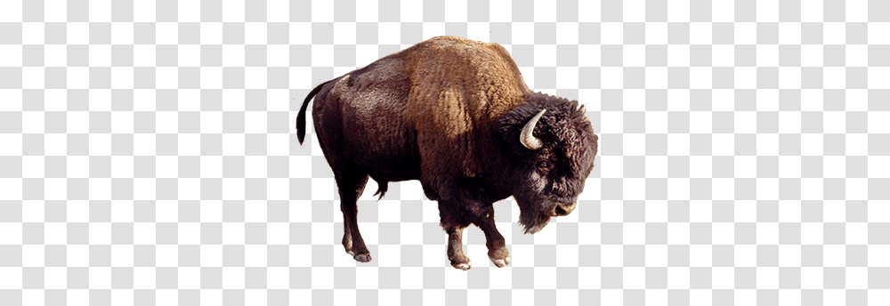 Bison, Animals, Mammal, Wildlife, Buffalo Transparent Png