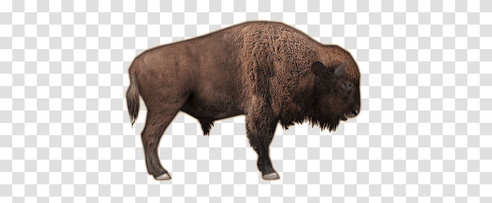 Bison, Animals, Mammal, Wildlife, Pig Transparent Png