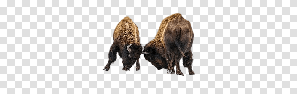 Bison, Animals, Pig, Mammal, Wildlife Transparent Png