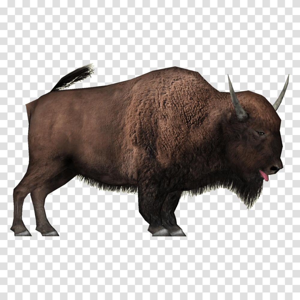 Bison, Animals, Pig, Mammal, Wildlife Transparent Png