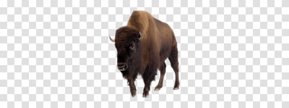 Bison, Animals, Wildlife, Mammal, Buffalo Transparent Png