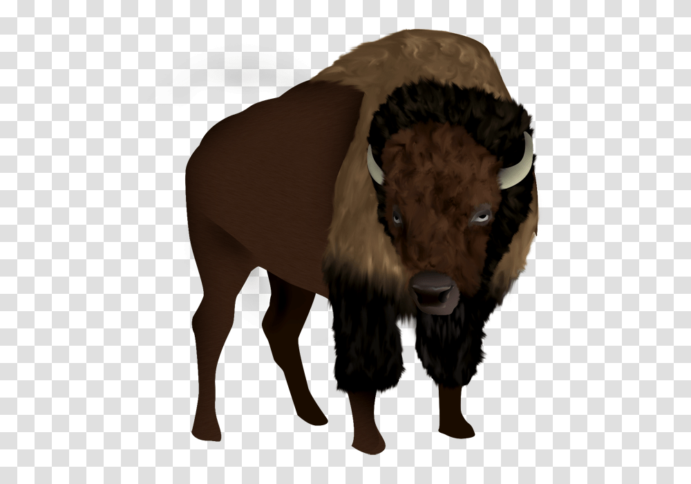 Bison, Animals, Wildlife, Mammal, Buffalo Transparent Png