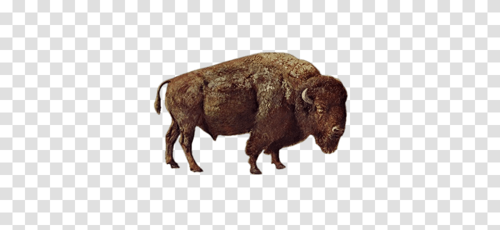 Bison, Animals, Wildlife, Mammal, Buffalo Transparent Png