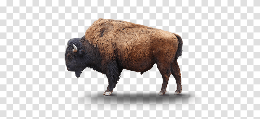 Bison Background Bison, Wildlife, Mammal, Animal, Buffalo Transparent Png