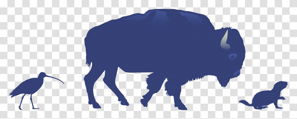 Bison, Bird, Animal, Mammal, Wildlife Transparent Png