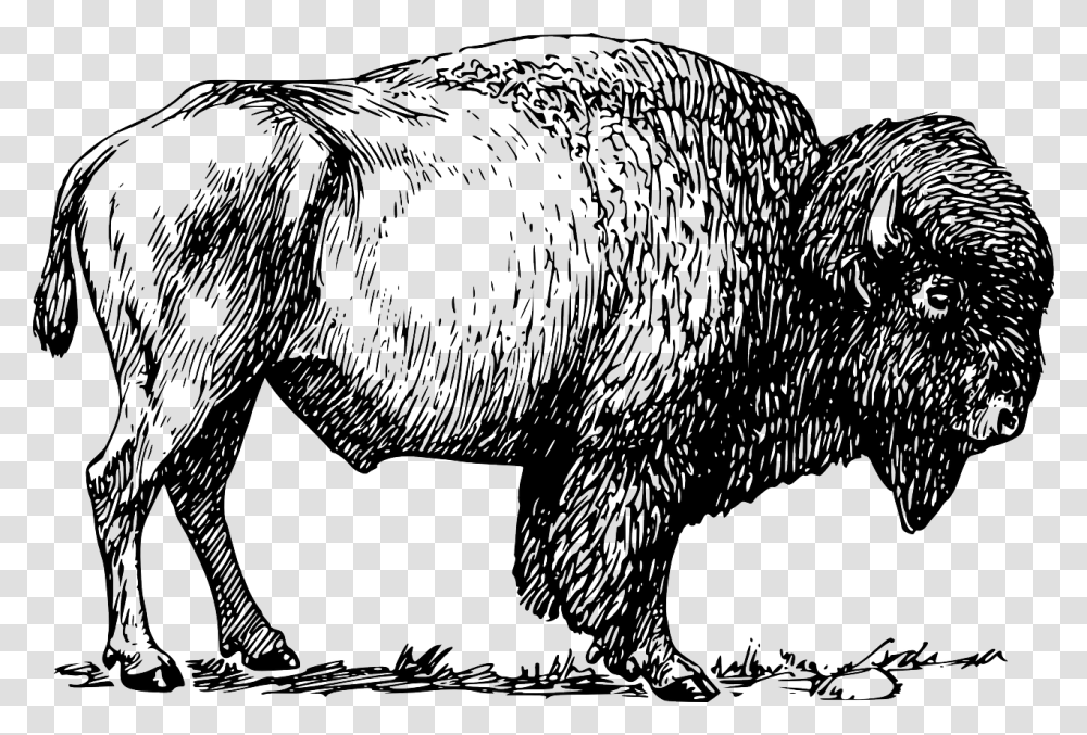 Bison Clipart Black And White, Mammal, Animal, Wildlife, Horse Transparent Png