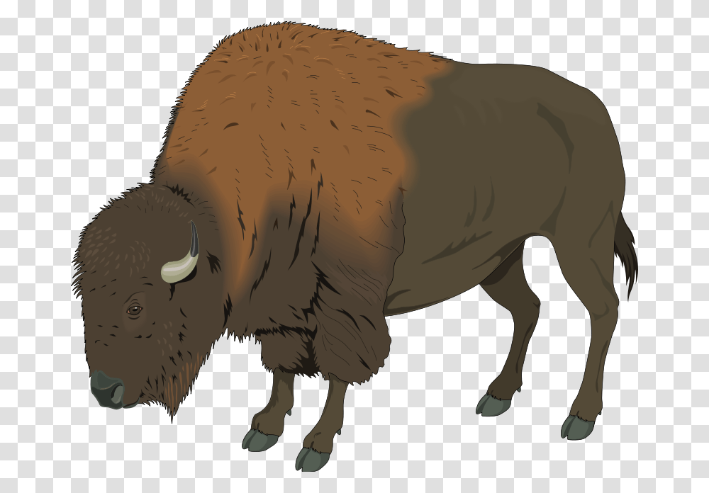Bison Image, Wildlife, Mammal, Animal, Buffalo Transparent Png