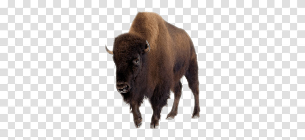 Bison Images Bison, Wildlife, Mammal, Animal, Buffalo Transparent Png