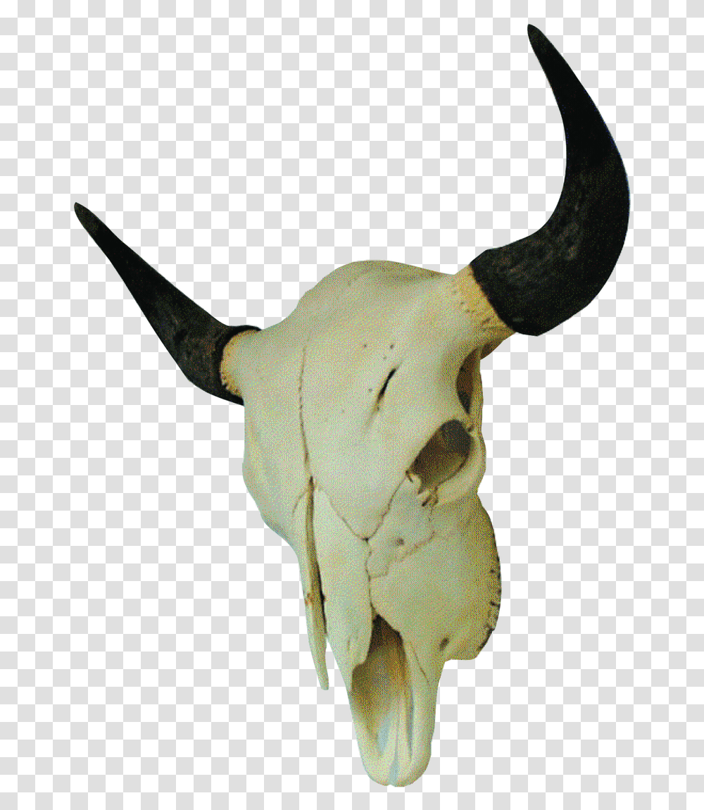 Bison Skull, Bull, Mammal, Animal, Antelope Transparent Png
