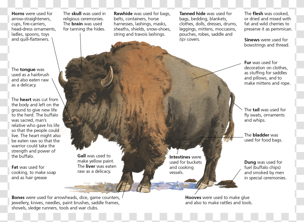 Bison, Wildlife, Mammal, Animal, Buffalo Transparent Png