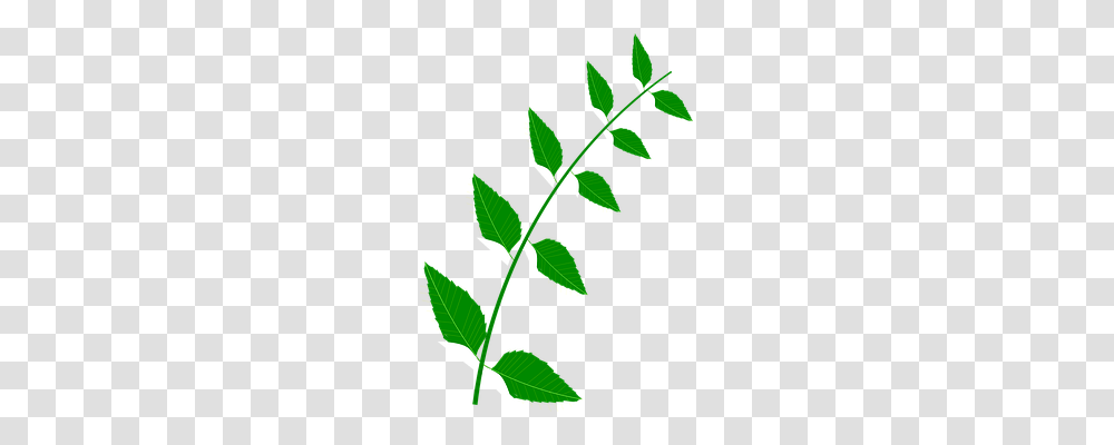 Bitter Technology, Leaf, Plant, Acanthaceae Transparent Png