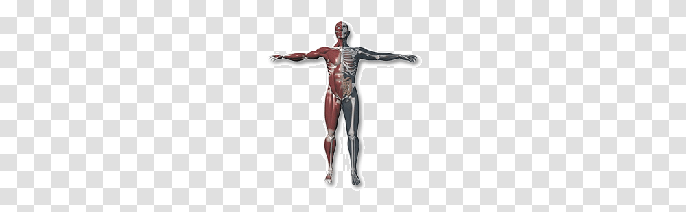 Bizarre Human Body Medical Facts You May Not Know Future Libraries, Person, Mannequin, Torso, Skeleton Transparent Png