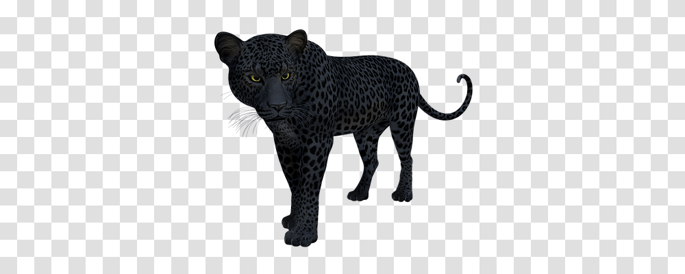 Black Animals, Panther, Wildlife, Mammal Transparent Png