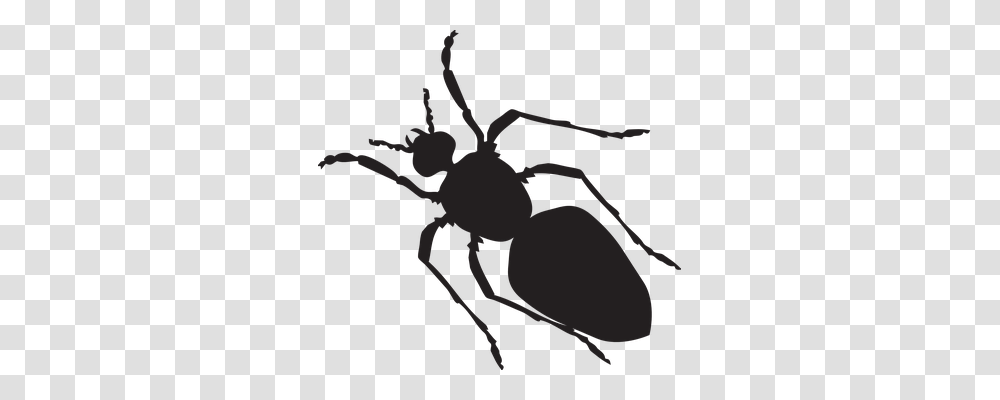 Black Animals, Invertebrate, Insect, Ant Transparent Png