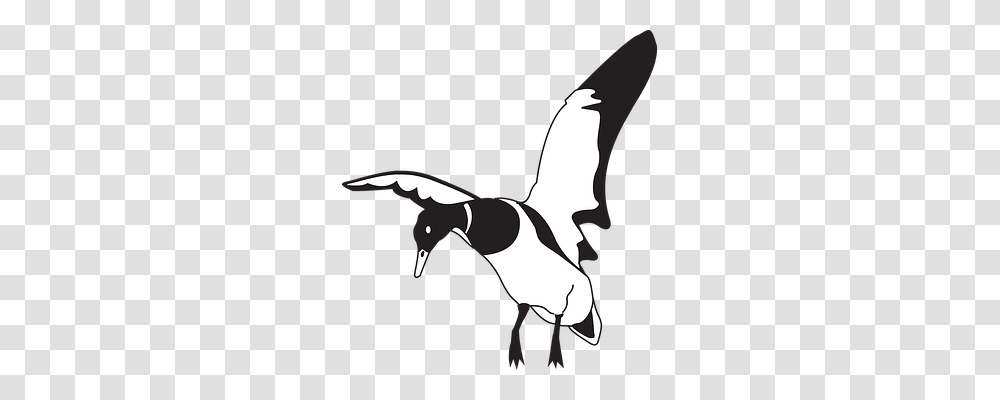 Black Animals, Flying, Bird, Magpie Transparent Png