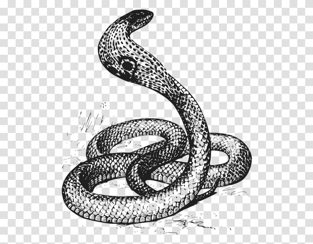 Black Amp White Cobra, Snake, Reptile, Animal Transparent Png