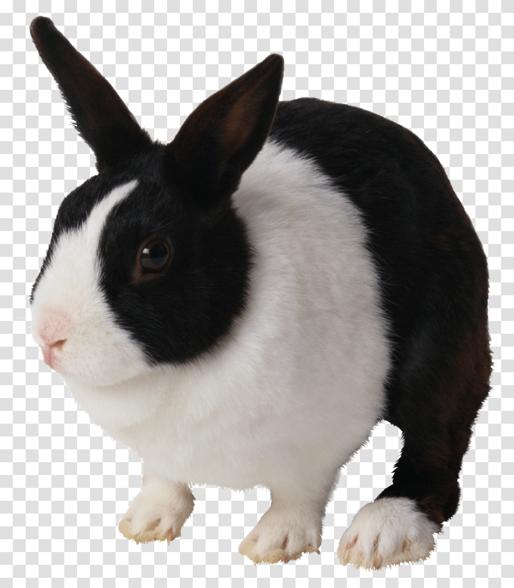 Black Amp White Rabbit, Rodent, Mammal, Animal, Cat Transparent Png