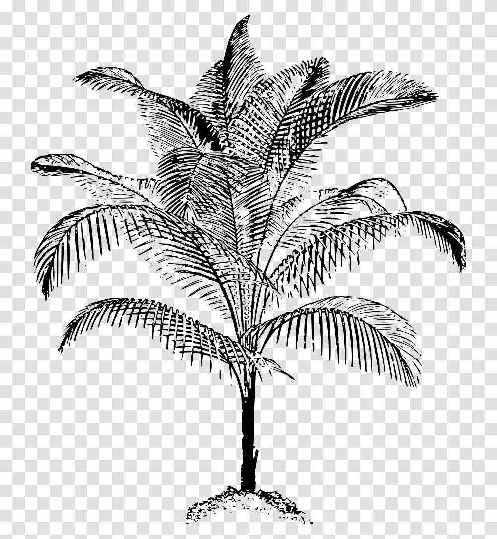 Black Amp White Sketch Of Coconut Trees, Gray, World Of Warcraft Transparent Png