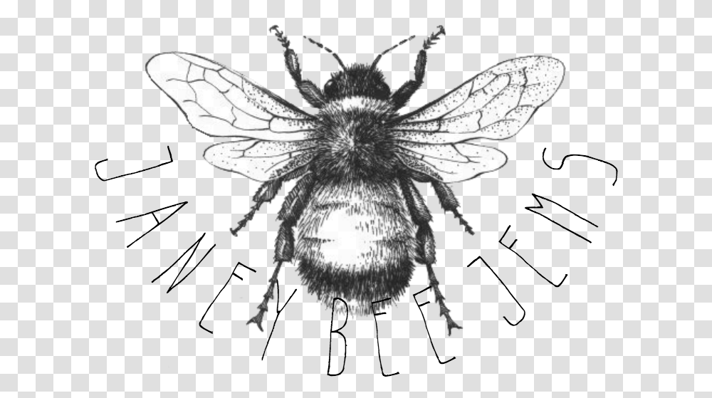 Black And Grey Bumble Bee, Apidae, Insect, Invertebrate, Animal Transparent Png