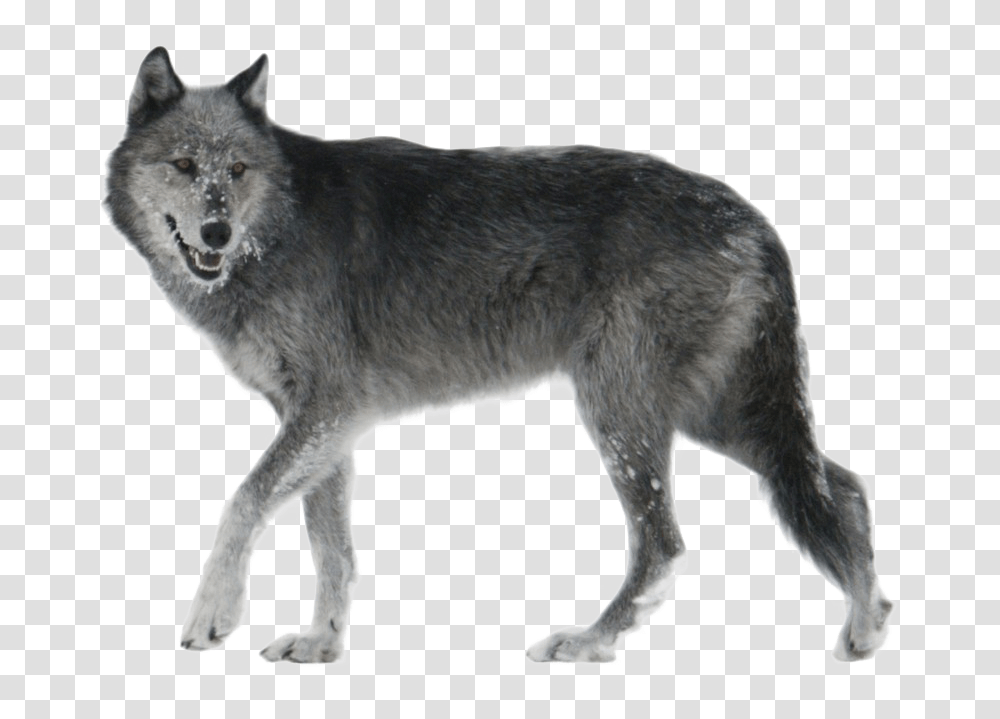 Black And Grey Wolf, Mammal, Animal, Coyote, Dog Transparent Png