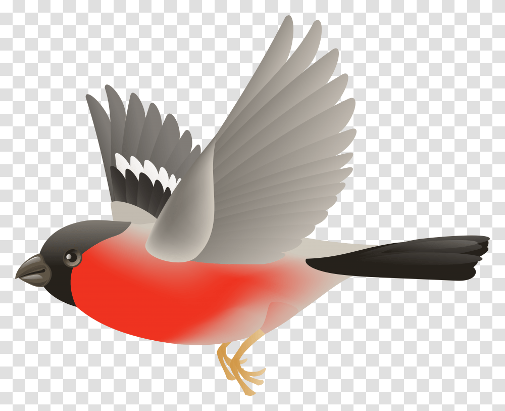 Black And Orange Bird Clipart 66 Of Birds, Waterfowl, Animal, Mallard, Duck Transparent Png