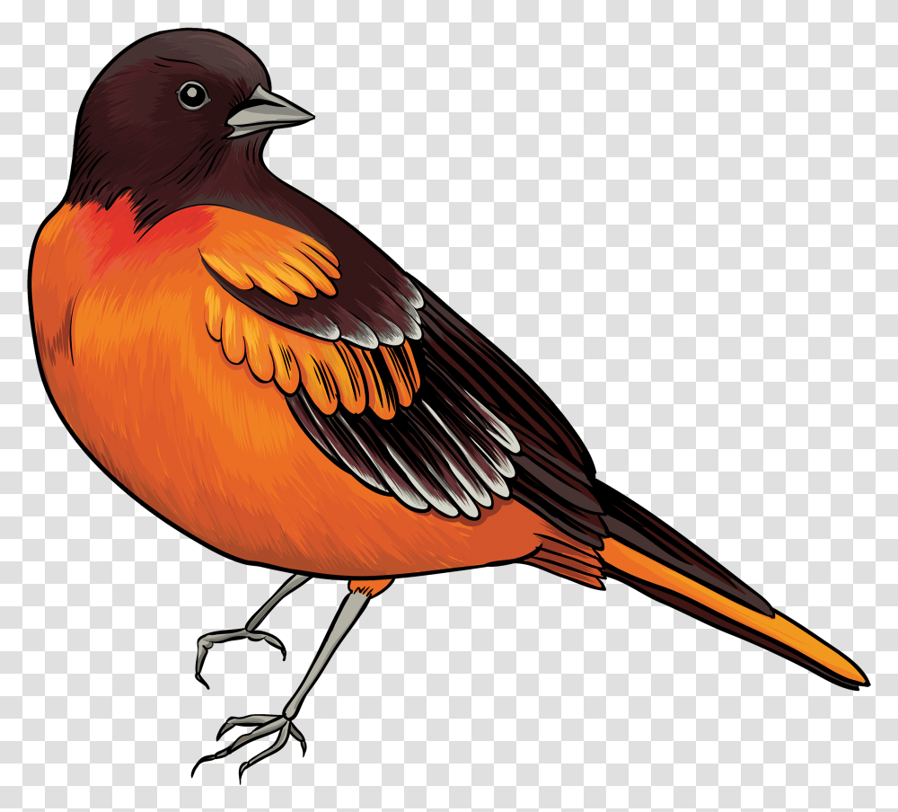 Black And Orange Bird Clipart Clip Art Of Bird, Animal, Beak, Finch, Cardinal Transparent Png