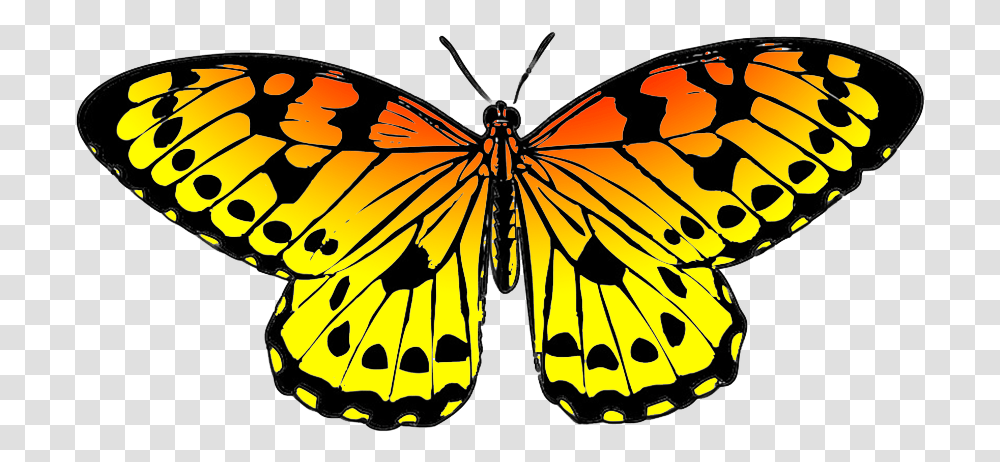 Black And Orange Drawing Of Butterfly Butterfly Clipart Green, Monarch, Insect, Invertebrate, Animal Transparent Png