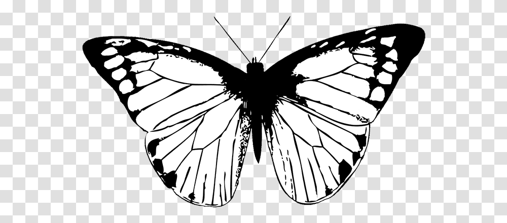 Black And White Background Butterfly, Insect, Invertebrate, Animal, Spider Transparent Png