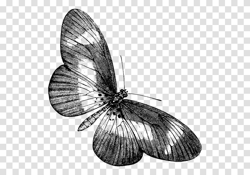 Black And White Butterfly, Insect, Invertebrate, Animal, Moth Transparent Png