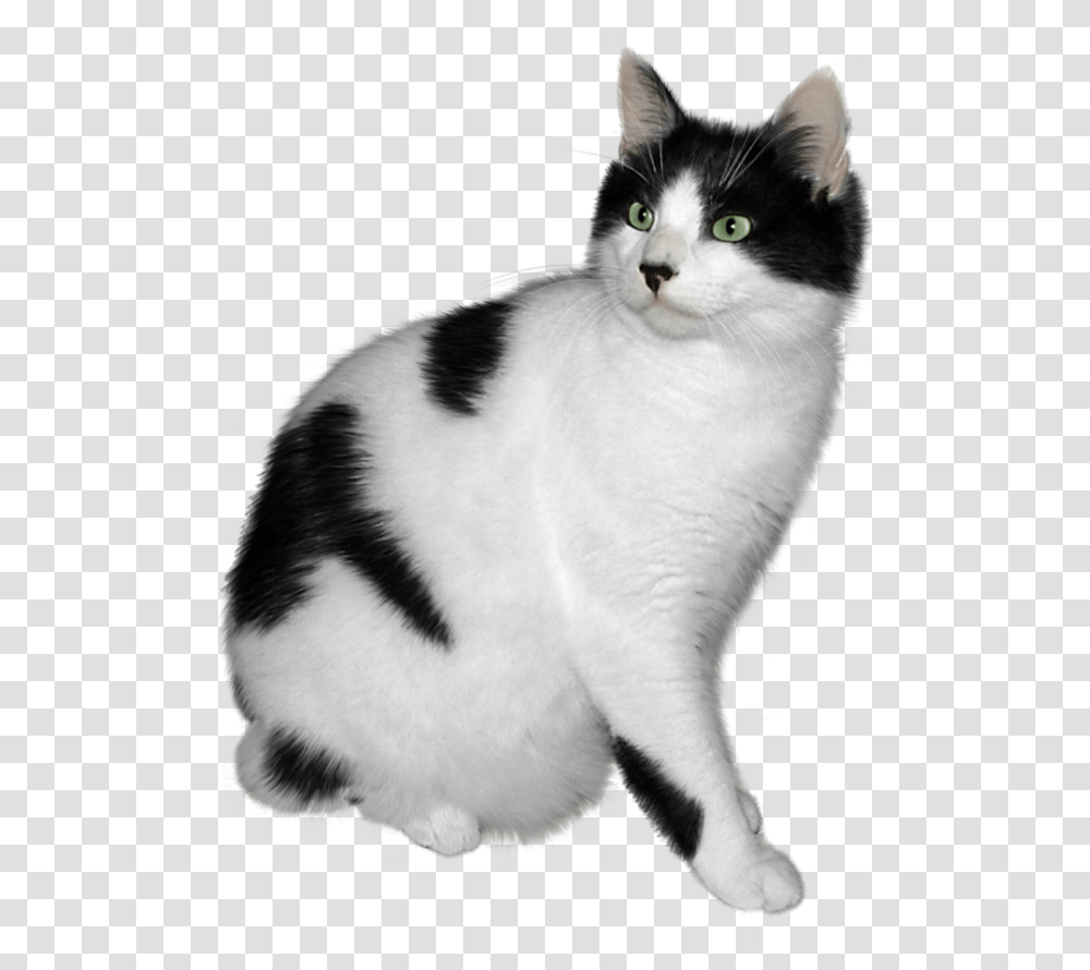 Black And White Cat Black And White Cat, Manx, Pet, Mammal, Animal Transparent Png