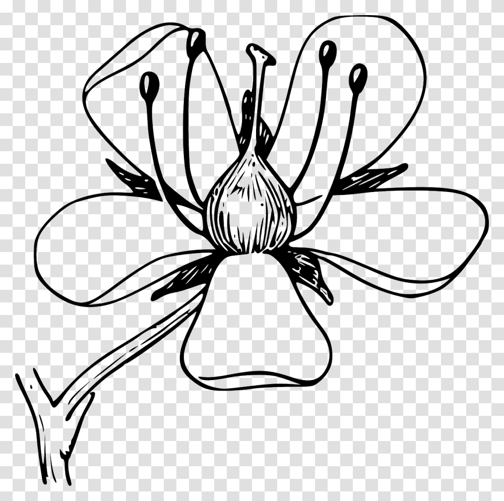 Black And White Clip Art Flower Diagram, Plant, Blossom, Anther, Petal Transparent Png