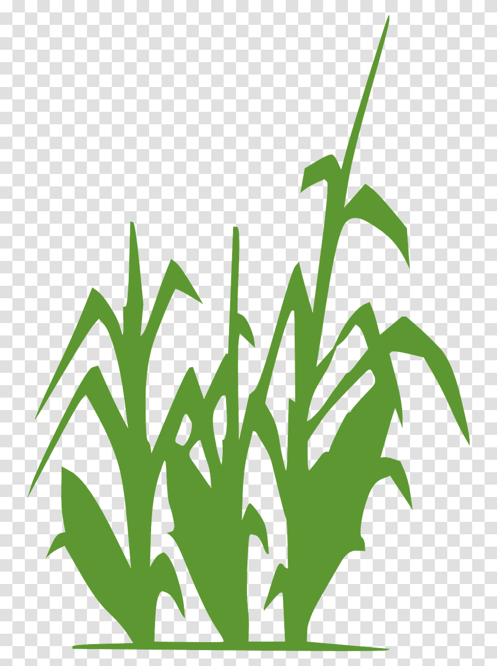 Black And White Corn Stock, Plant, Vegetation, Potted Plant Transparent Png